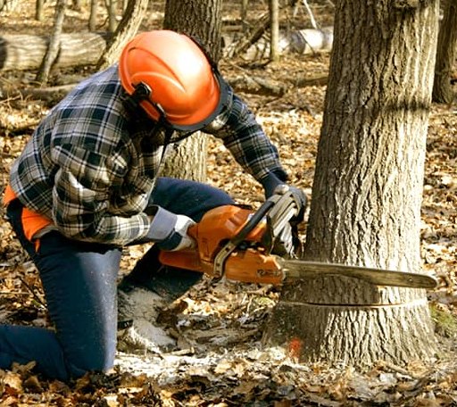 Tree Removal in Maryland Line, MD